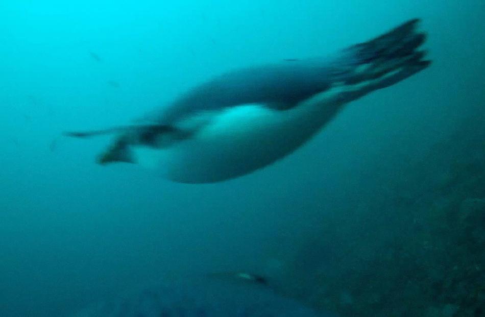 A tawaki equipped with an underwater camera swims past another bird as it forages in Milford...