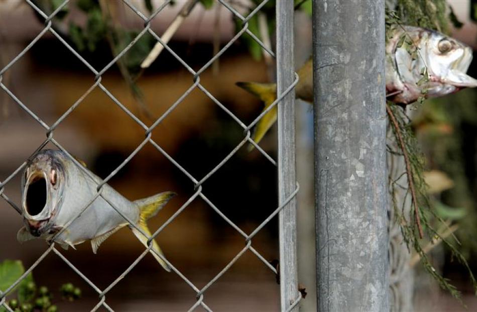Fish remain stuck in a fence as flood waters caused by Hurricane Ike recede, in West Orange,...