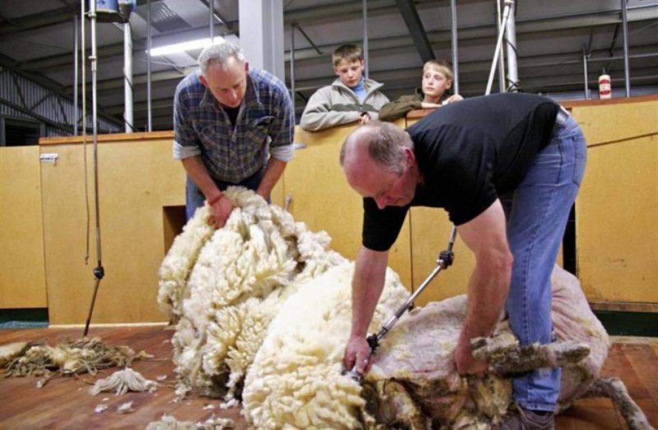 Larry Langley relieves "Fiona" the sheep of her heavy 15.8kg fleece, watched by Leslie Beattie.