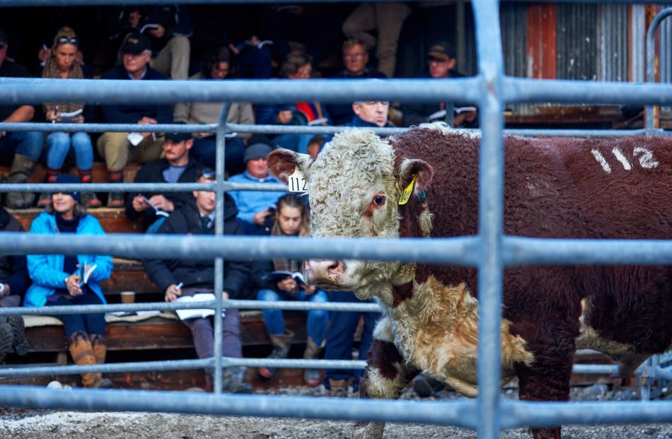 Matariki Maximillan sold for $8000 at last month’s bull sale.