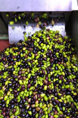 Freshly picked olives emptying into the press hopper.