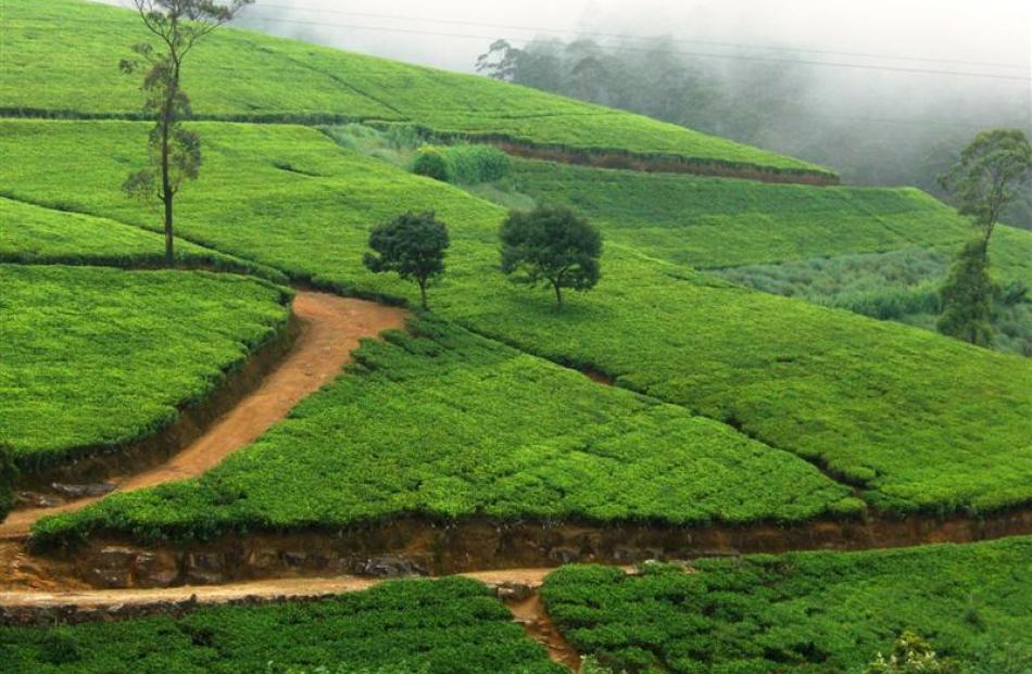 Tea plantations in the morning mist, typical of roadside scenery near Nuwara Eliya.