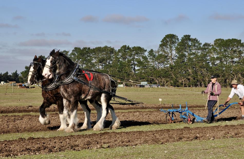 John and Sharon Chynoweth, of Oxford, ploughing with their Clydesdales Blue and Flash.

