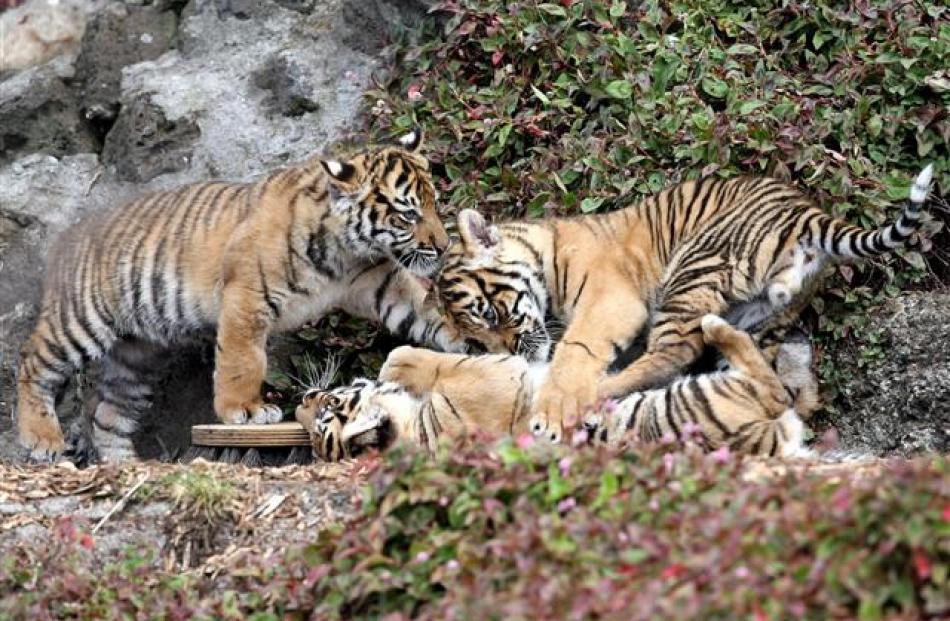 Auckland Zoo's three Sumatran tiger cubs - Jalur, Berani and Cinta, play in the sun after being...