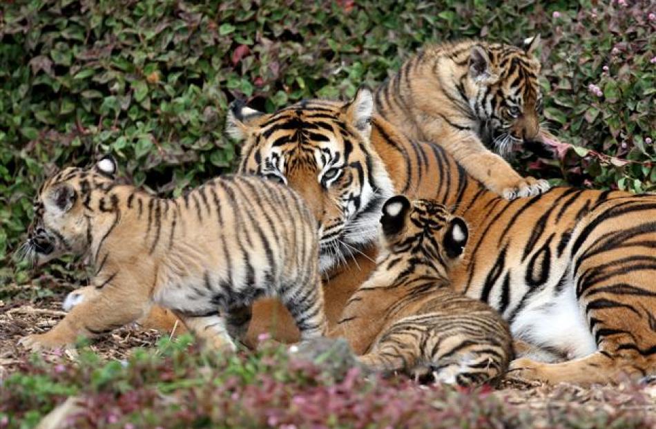 Auckland Zoo's three Sumatran tiger cubs - Jalur, Berani and Cinta, with mother Molek, relax in...