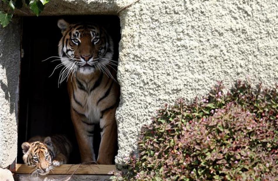 One of Auckland Zoo's three Sumatran tiger cubs makes its first appearence for the public on...