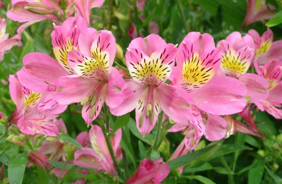 Alstroemeria, or princess lily, is grown from tubers.
