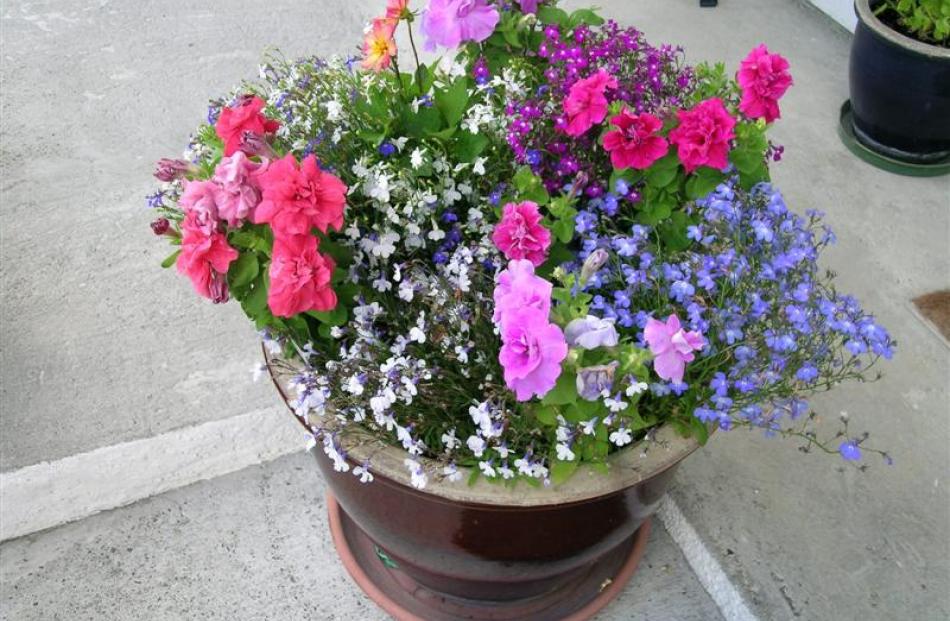 Many annuals, including petunias and Nemesia, are well-suited to container growing.