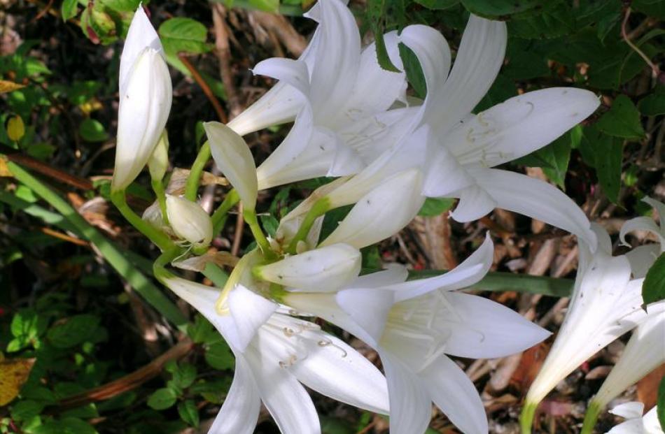 Plant belladonna bulbs (Amaryllis belladonna) now for white or pink colour in autumn.