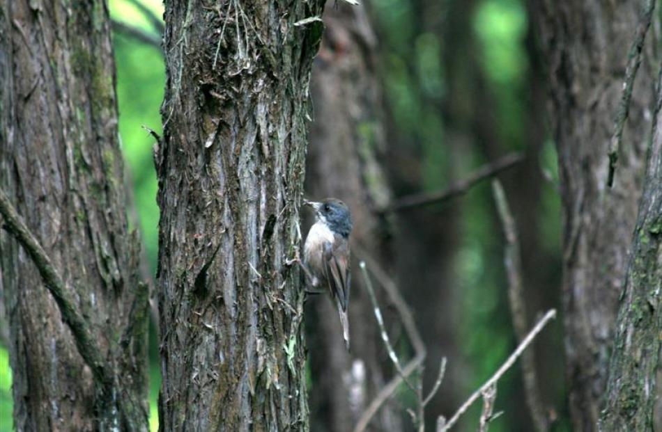 A brown creeper in the kanuka forest at Orokonui.  Photo by Neville Peat.