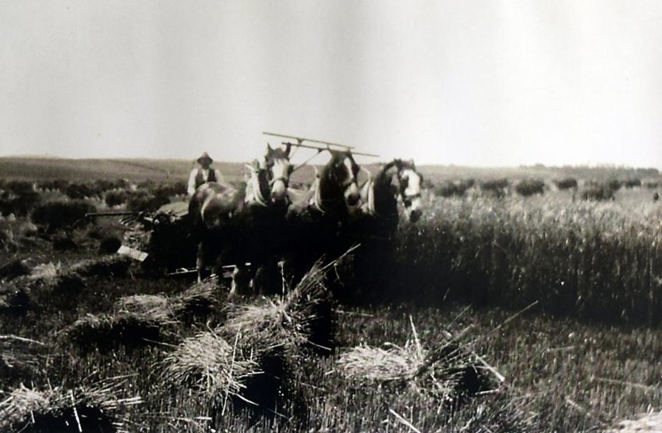 William Lawrence cuts oats on his farm in the 1930s. PHOTOS: SUPPLIED