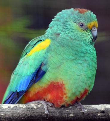 A mulga parrot