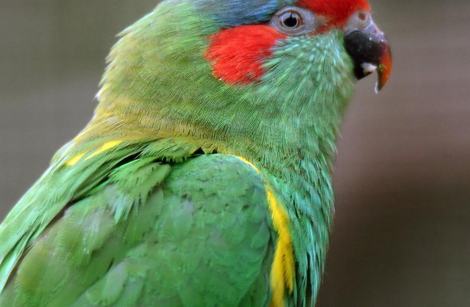 A musk lorikeet