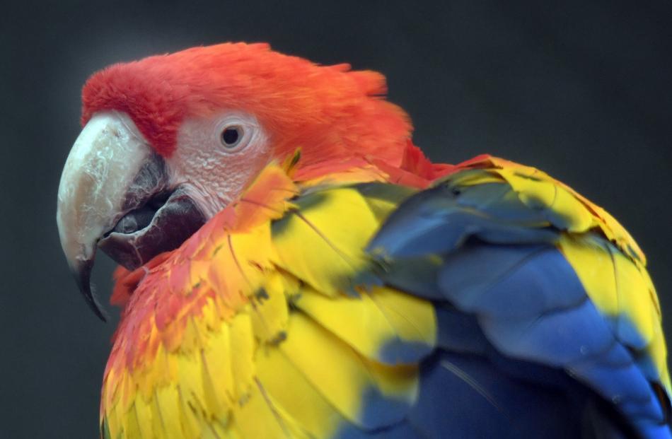 A scarlet macaw