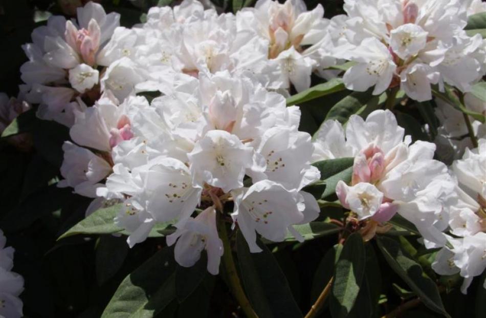 Helene Schiffner is one of Sue Carey-Smith's favourite rhododendrons.