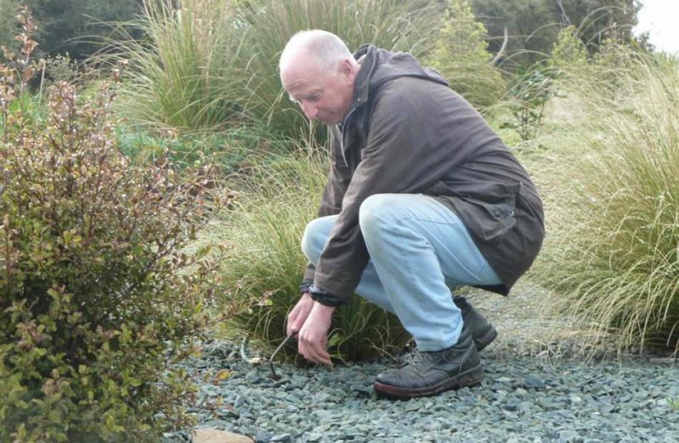 Graeme Cook does a spot of weeding in the garden.