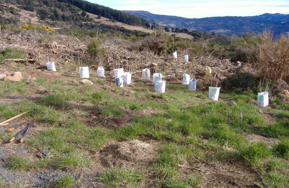 In 2008 the Olearia fragrantissima had been planted, but most of the hard work still remained to...