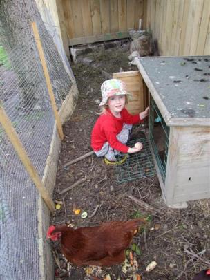 Queenstown Montessori pre-schooler Gabriella Hind (3) collects  eggs from the  pre-school's...