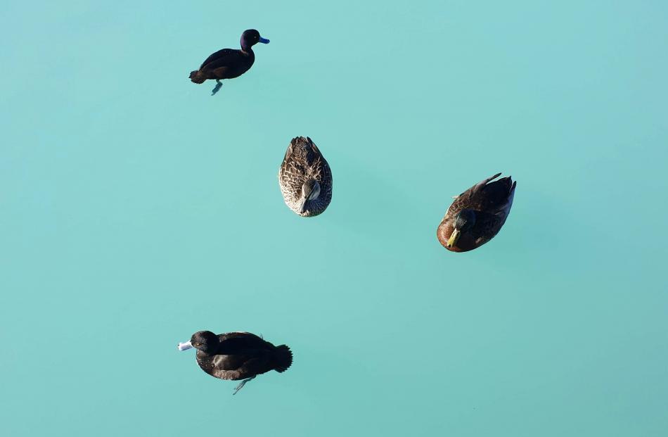 This surreal photo of a grouping of ducks on Lake Pukaki’s glacial waters was another standout in...