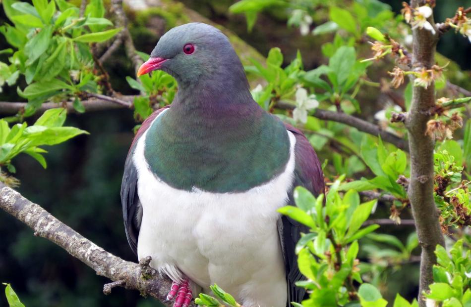 A kereru. PHOTO: ALYTH GRANT
