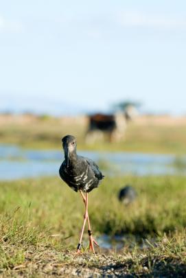 A black stilt (kaki). PHOTO: DOC

