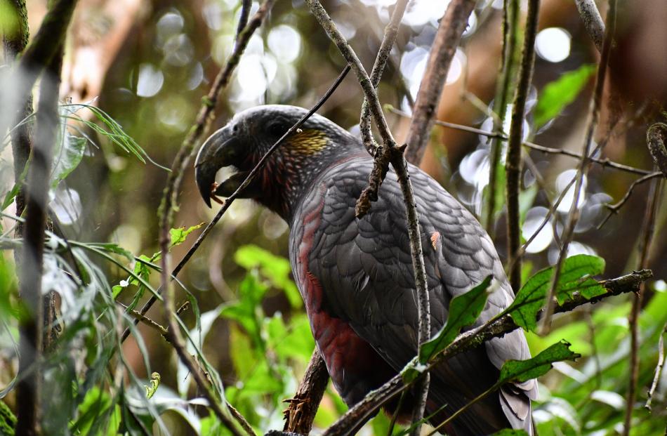 A kaka. PHOTO: LAURA SMITH
