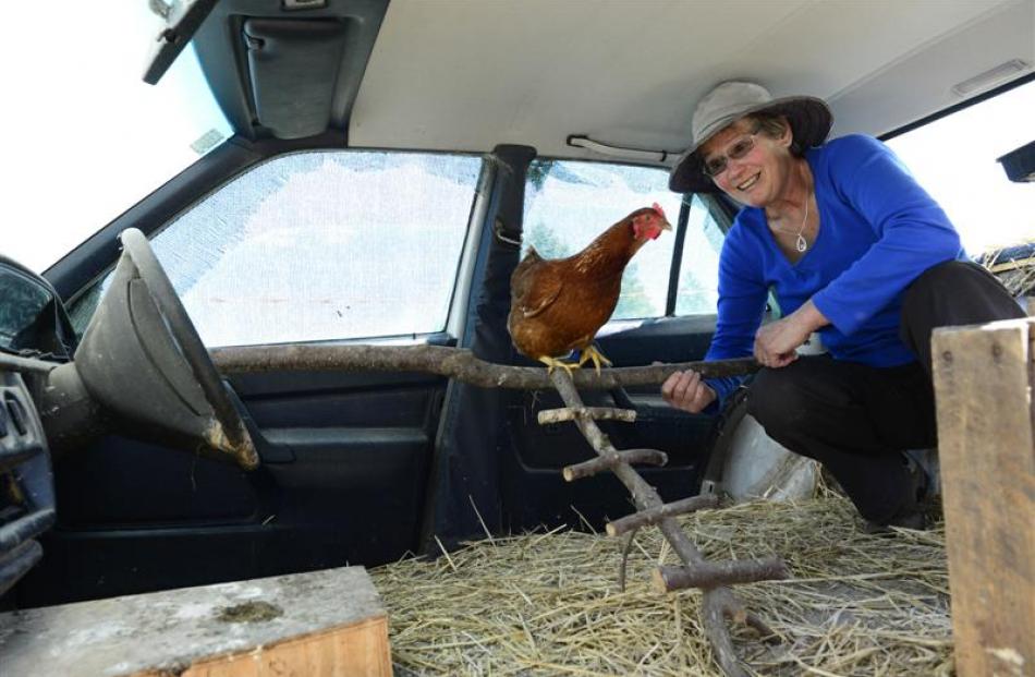 Helen Hillis adjusts the Mercedes henhouse, home to four of the family's hens.