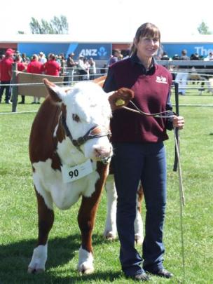 Liz Gibson, of Middlemarch, helps her son Will exhibit his Hereford cattle at the show.