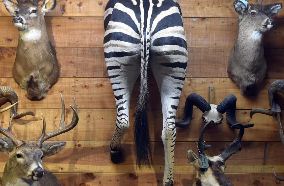 The rear end of a zebra mounted on a wall surrounded by deer heads.