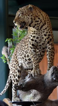 A leopard stands on a fake tree.