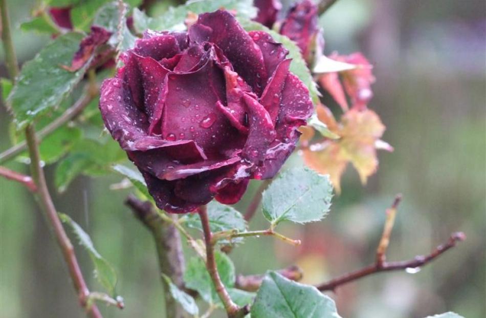 Birthday Present is a climbing hybrid tea.