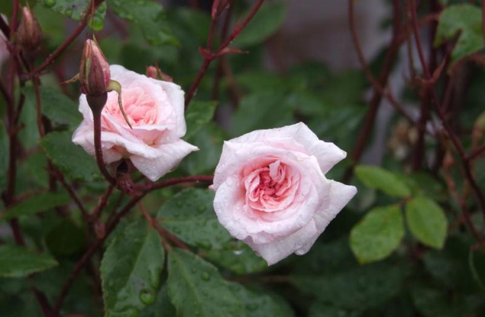 Cécile Brunner, originally bred in France in 1881, is a popular heritage rose. Photos by Gillian...