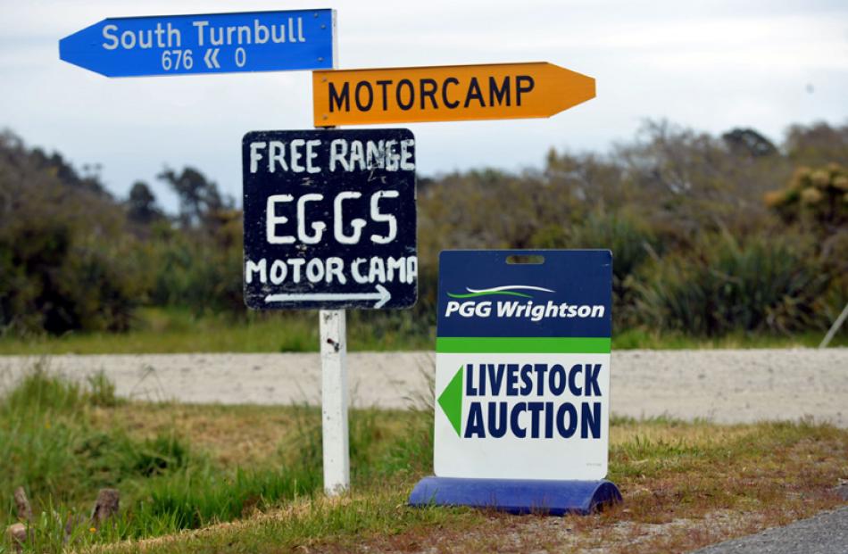 Visitors to the Haast cattle sale may go home with more than prime beef.