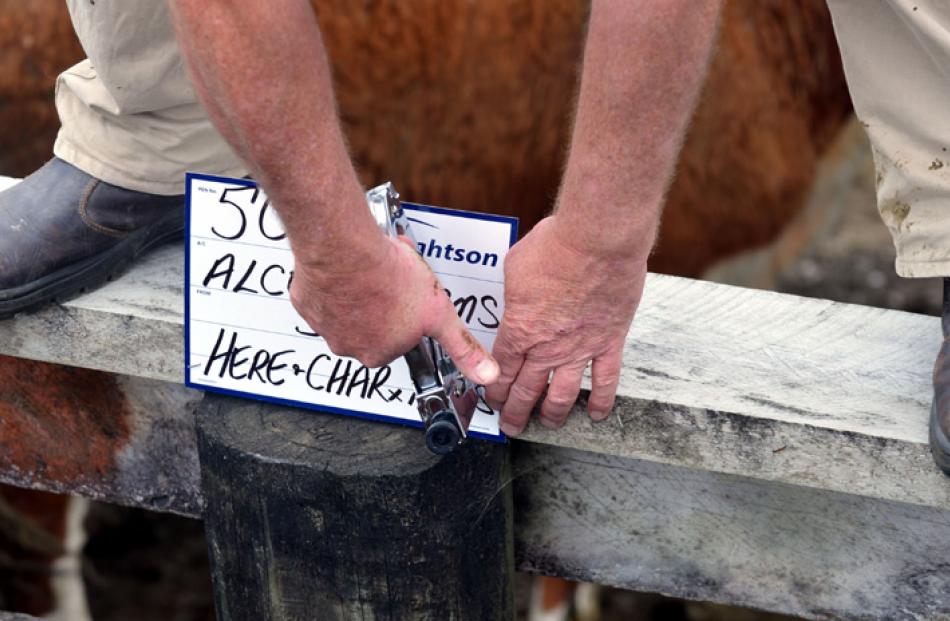 A stock agent displays the details of a pen of cattle being offered for sale.