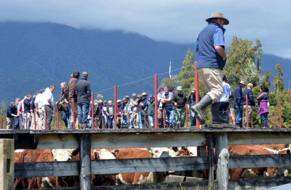 Dave Webster circles a pen of cattle.