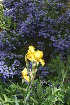 An old bearded iris, Lunar Gold, stands out against blue-flowered Californian lilac (Ceanothus).
