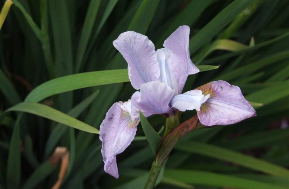 Maggie White is a Siberian iris,  the  ancestors of which came from Russia and central Europe.