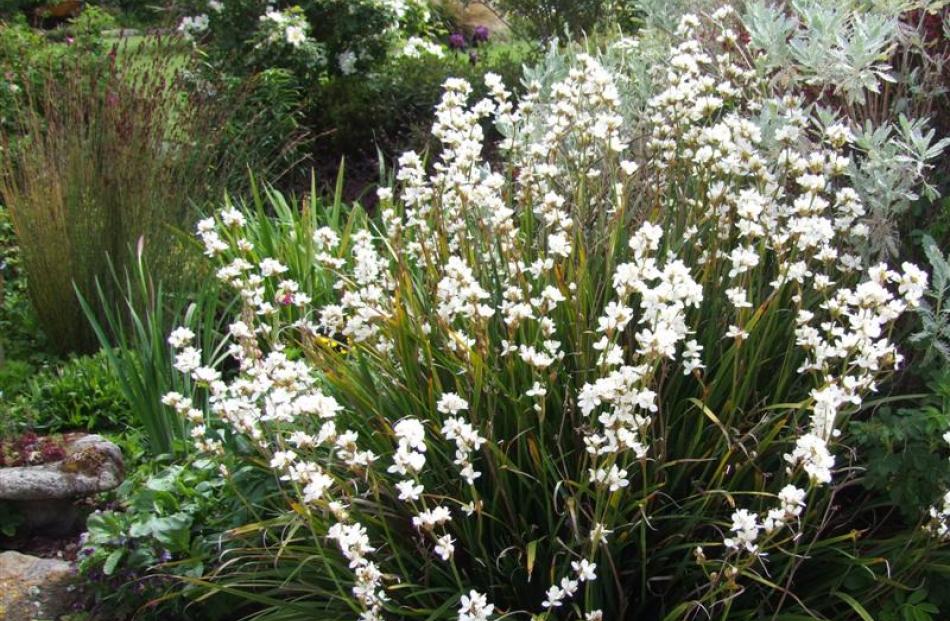 New Zealand native Libertia grandiflora is a member of the Iridaceae (iris) family.