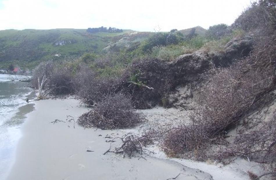 Te Rauone Beach, near the mouth of the Otago Harbour, has had problems with erosion for more than...