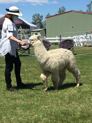 Sheryl Johnson, of Kaiapoi, leads Silverstream Upstart in the ring during judging of the white...