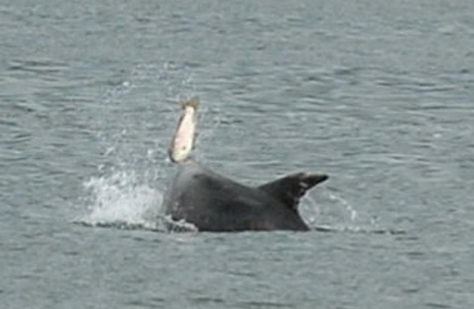 A dolphin catches a salmon. Photo by Stephen Jaquiery