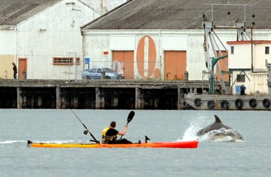 A pod of bottlenose dolphins plays and feeds in Otago Harbour yesterday near kayaker Paul Hannah