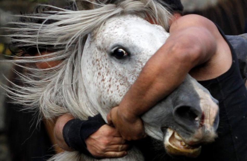 A reveller tries to hold on to a wild horse during the 'Rapa Das Bestas' traditional event in the...