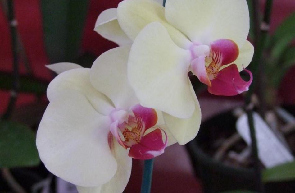 11. Orchids; $39.99 from a range at Wal's Plant Land, Mosgiel.