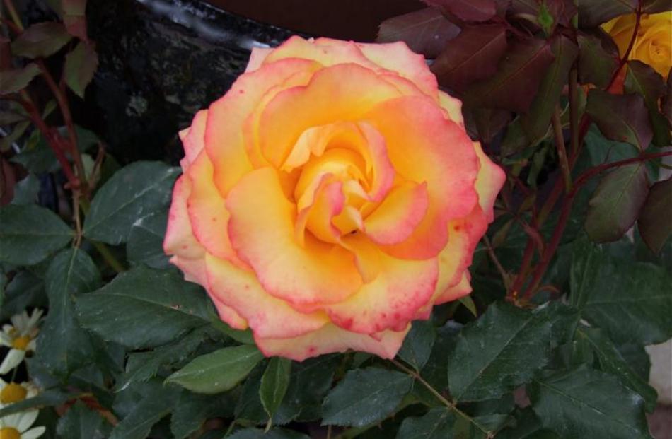 12. Tequila Sunrise rose; Available as a bush at $29.90 from Blueskin Nurseries, Waitati.