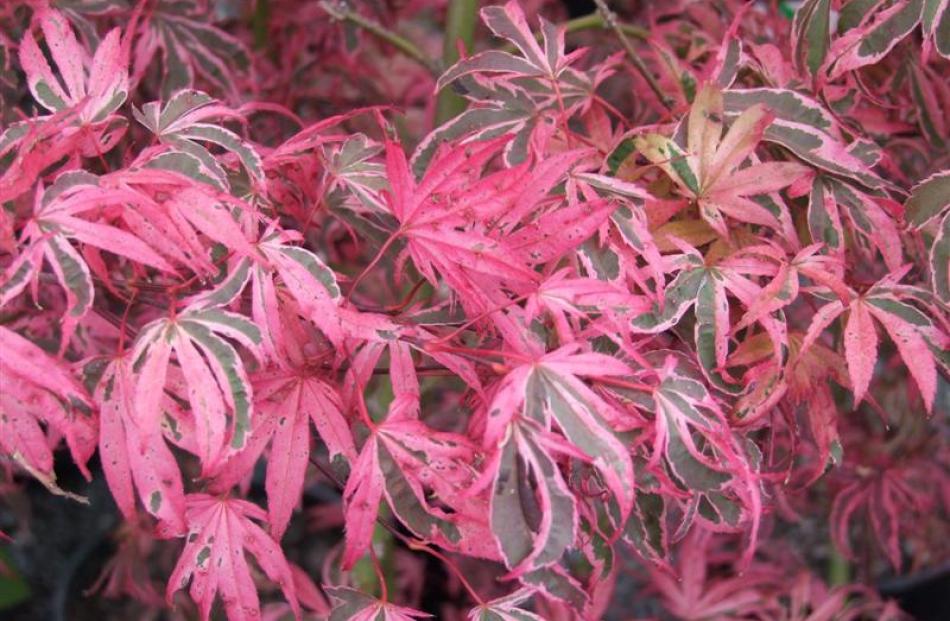 9. Acer palmatum Shirazz; $39.99 from Wal's Plant Land, Mosgiel.