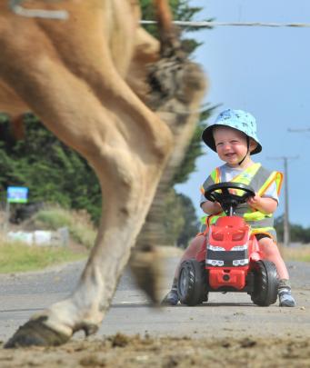 A farmer-in-the-making enjoys getting the cows in on the Taieri.