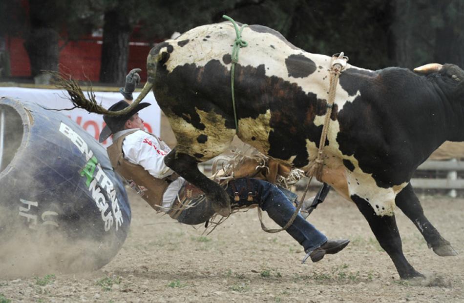 Canadian Darryn Bird competes in the open bull ride at yesterday's Millers Flat Rodeo.