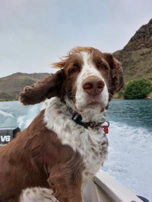 Ty enjoys a boat ride on Lake Dunstan on Monday. PHOTO: KIM OGIER