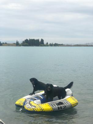 Zeus and Gus ready for a tow on Lake Ruataniwha on Tuesday. PHOTO: KERRI KENNEDY